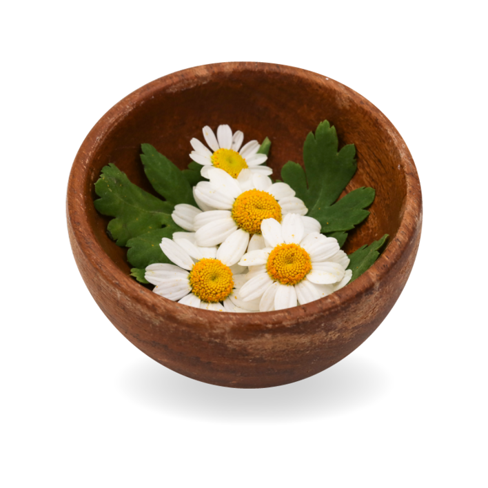 flowers-chamomile-in-bowl
